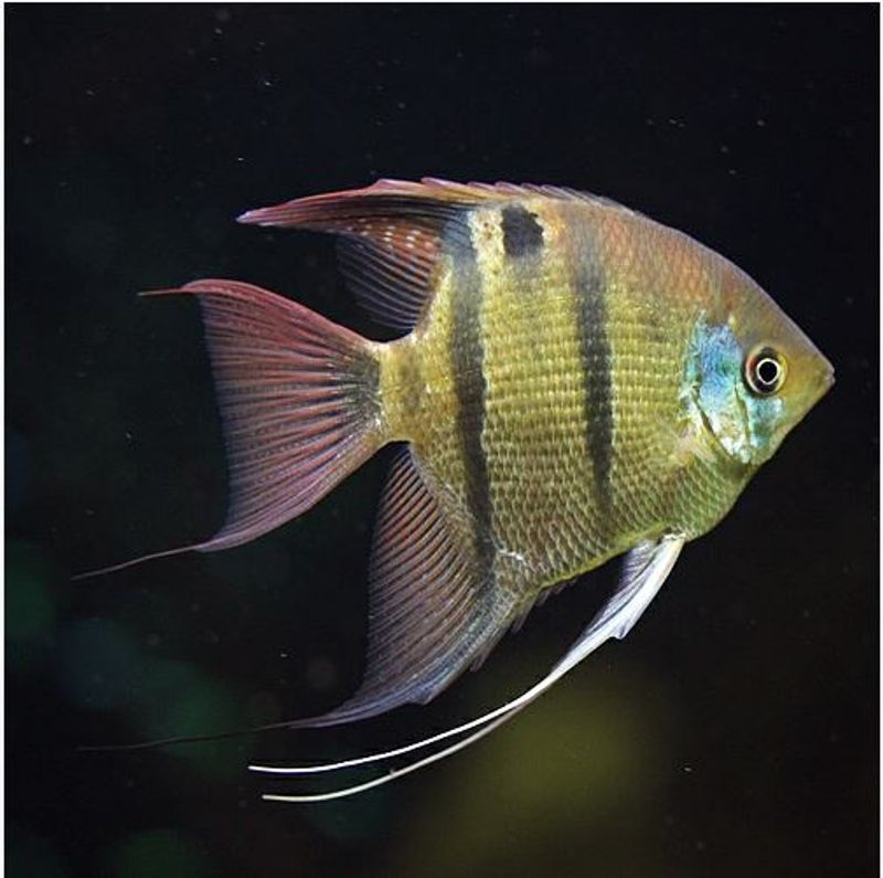  Pterophyllum Leopoldi VF 