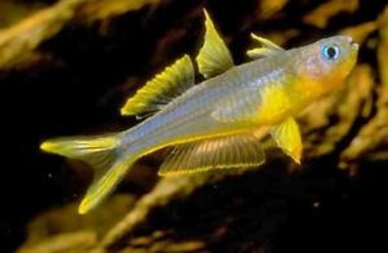 PSEUDOMUGIL FURCATUS