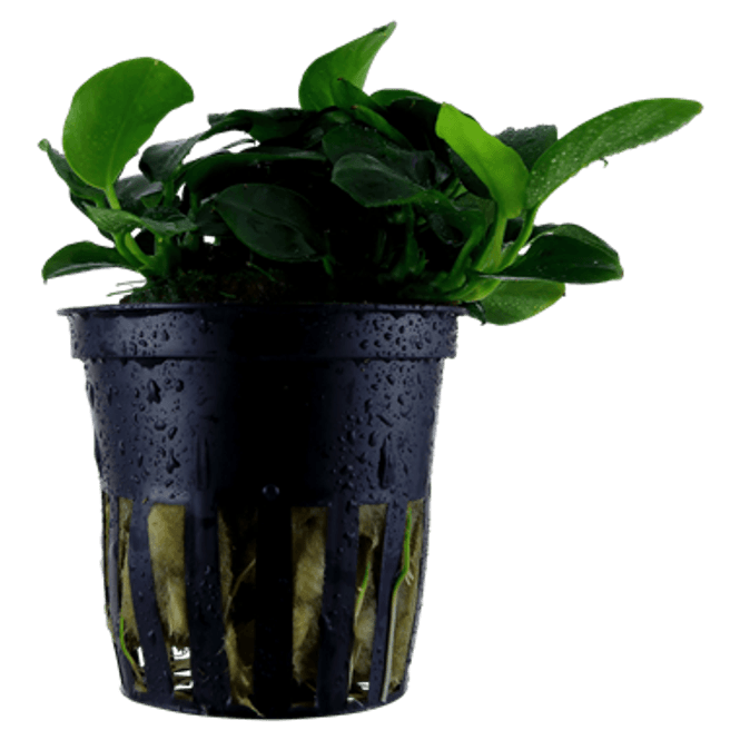 Hovedbilde Anubias Petite - Potte