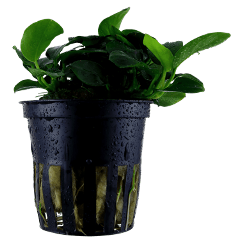 Anubias Petite - Potte