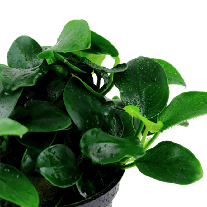 Hovedbilde Anubias Petite - Potte