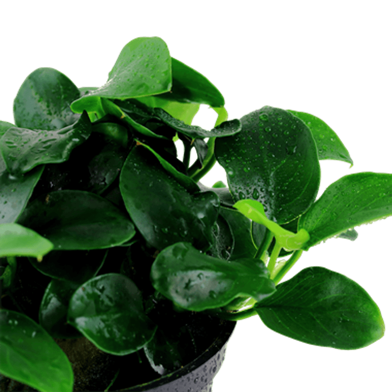 Anubias Petite - Potte