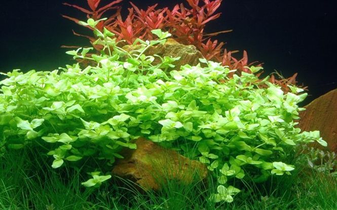 Hovedbilde Bacopa australis - Potte
