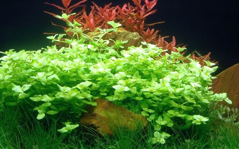 Bacopa australis - Potte