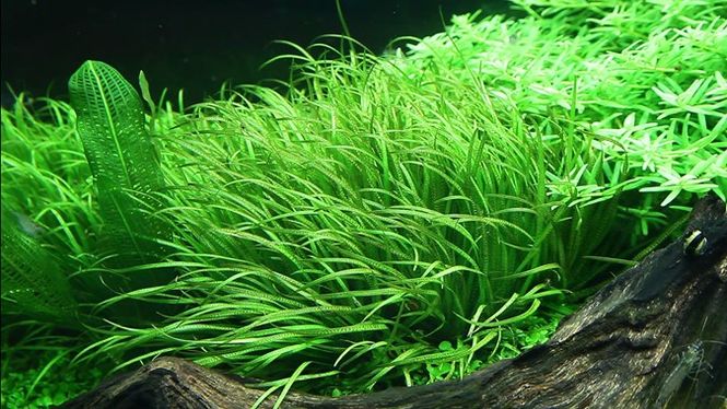 Hovedbilde Blyxa Japonica 1-2 Grow!