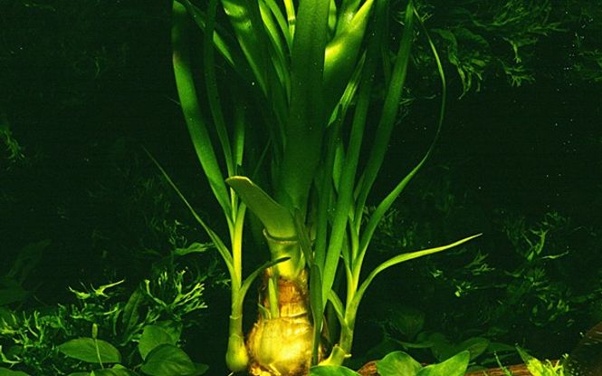 Hovedbilde Crinum Thaianum Akvarieplante