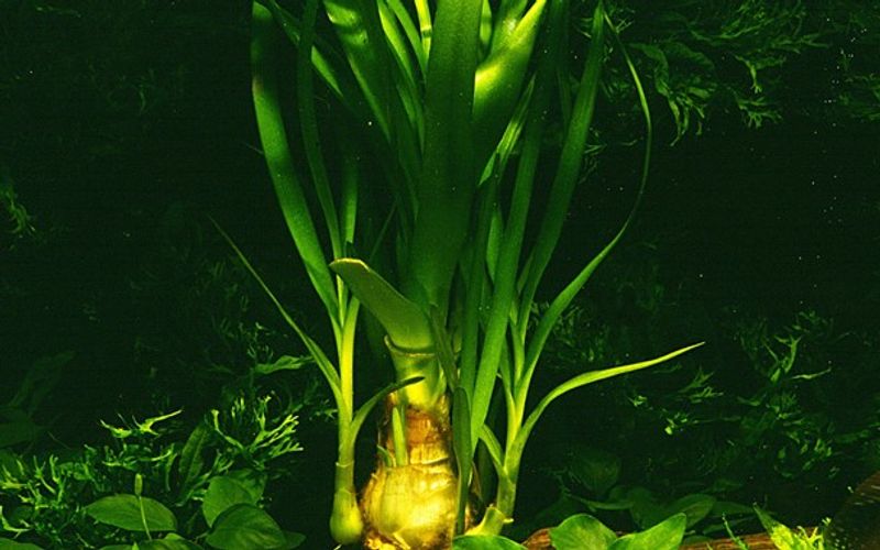 Crinum Thaianum Akvarieplante