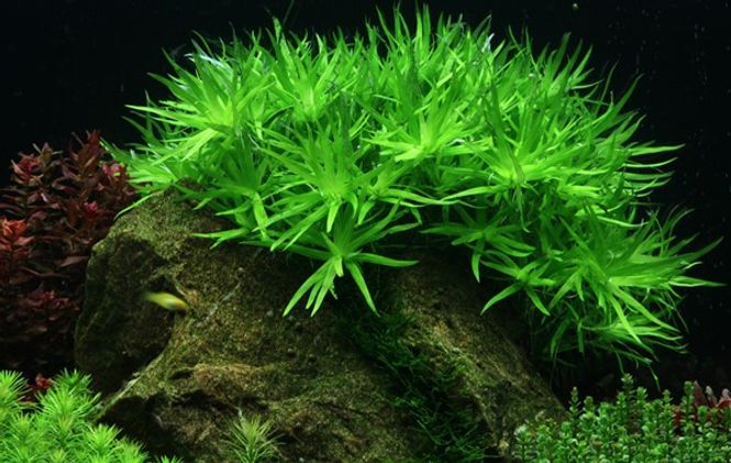 Hovedbilde Heteranthera Zosterifolia - 1-2 Grow!