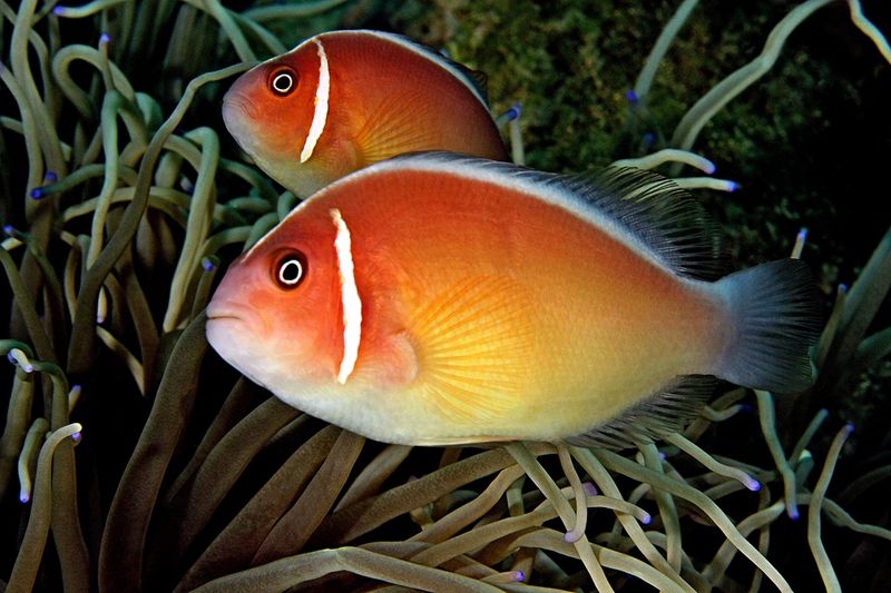 Amphiprion perideraion Skunk Clown par 