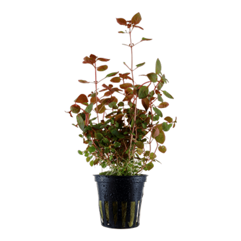 Ludwigia Palustris Red- Potte