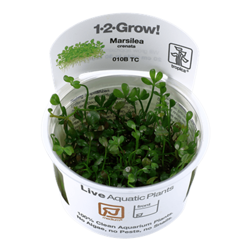 Marsilea Crenata - 1-2 Grow!