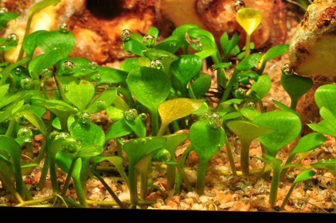 Hovedbilde Marsilea Hirsuta - 1-2 Grow! 