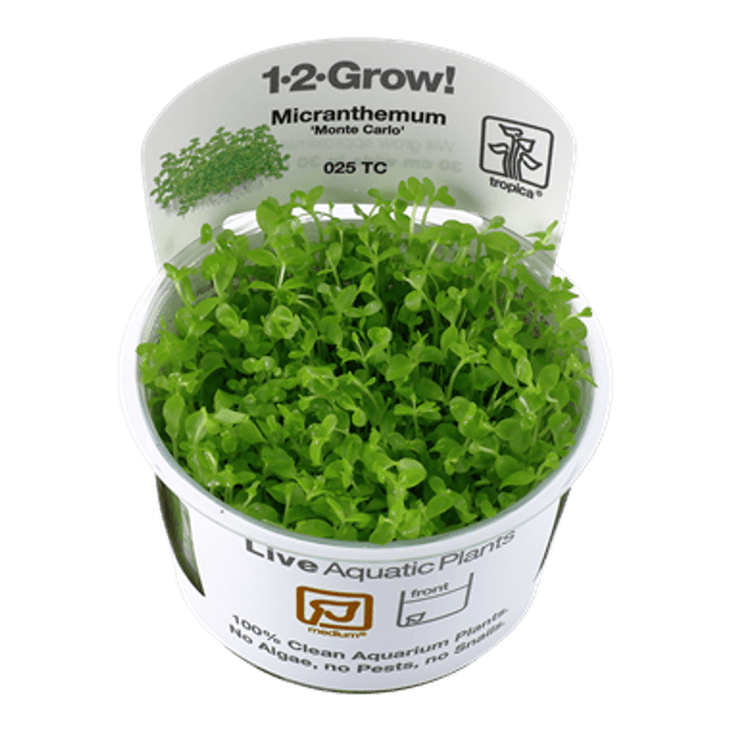 Hovedbilde Micranthemum Monte Carlo - 1-2 Grow!