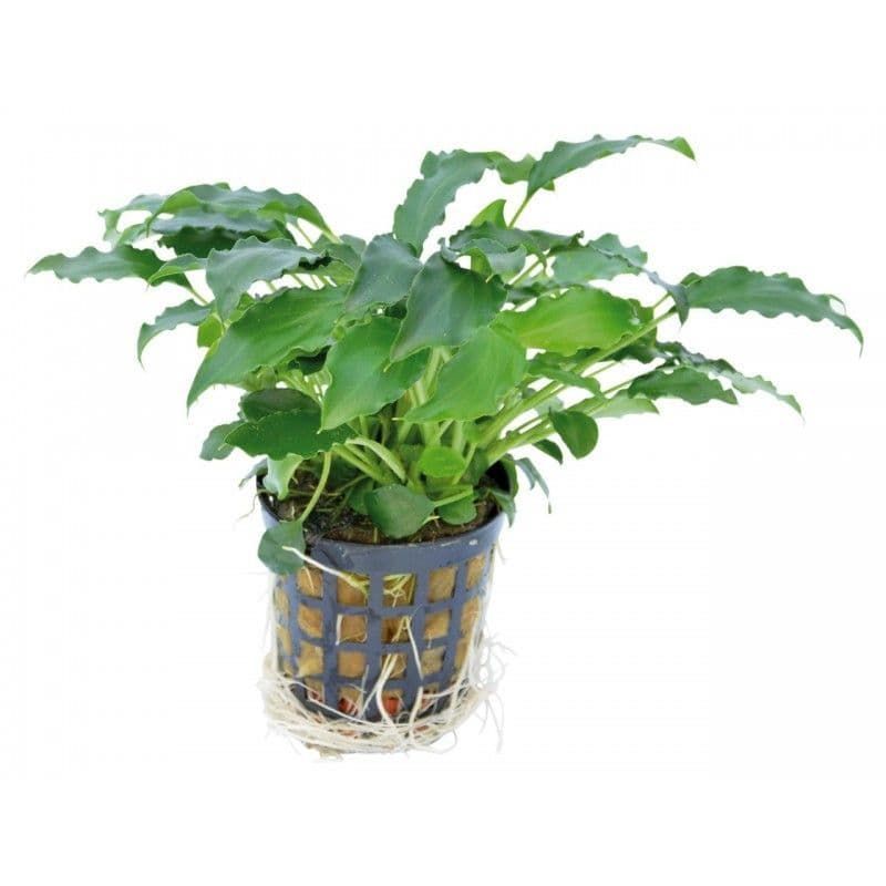 schismatoglottis prietoil 