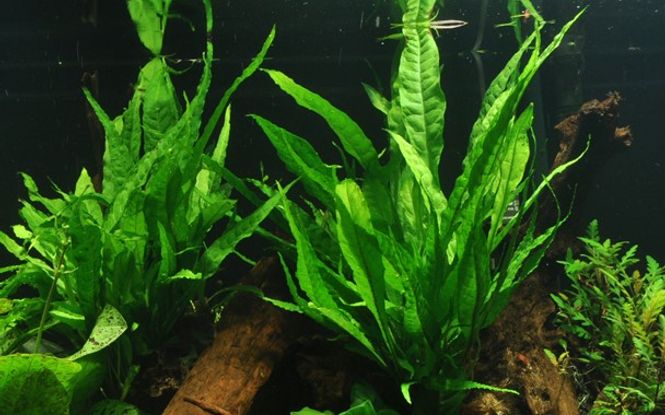 Hovedbilde Microsorum Pteropus  Akvarieplante