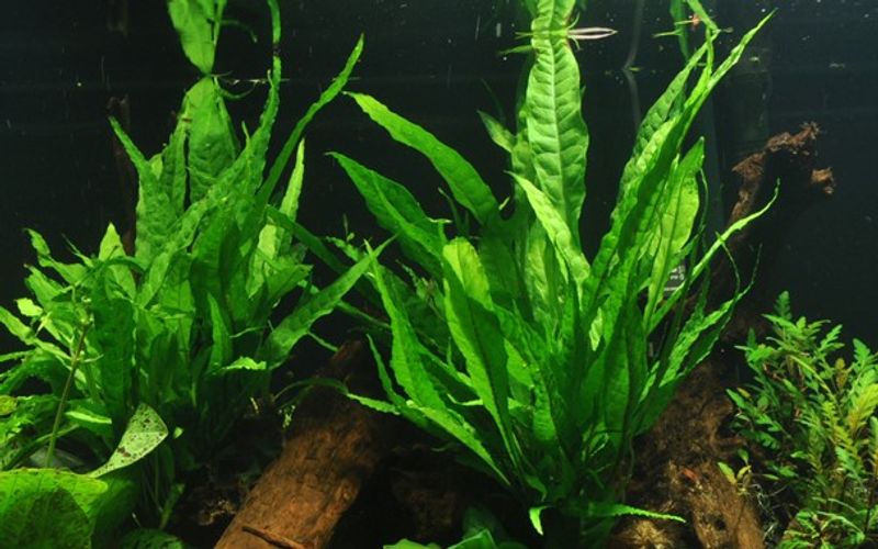 Microsorum Pteropus  Akvarieplante