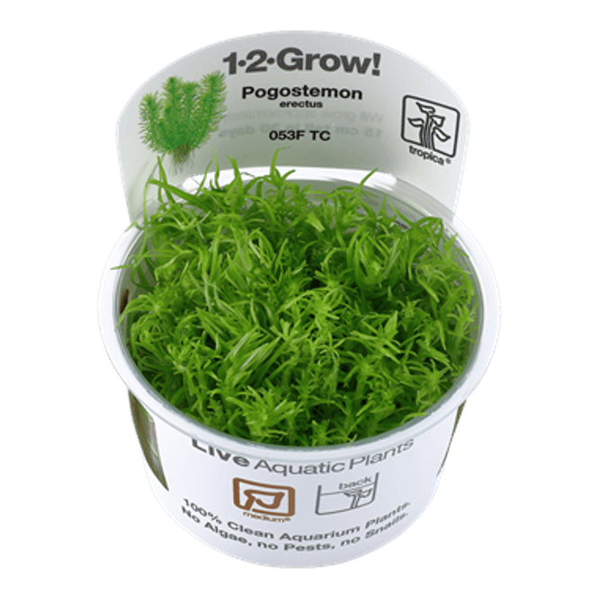 Hovedbilde Pogostemon deccanensis - 1-2 Grow!