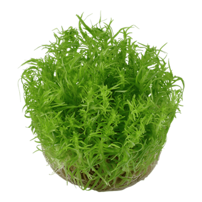 Hovedbilde Pogostemon deccanensis - 1-2 Grow!