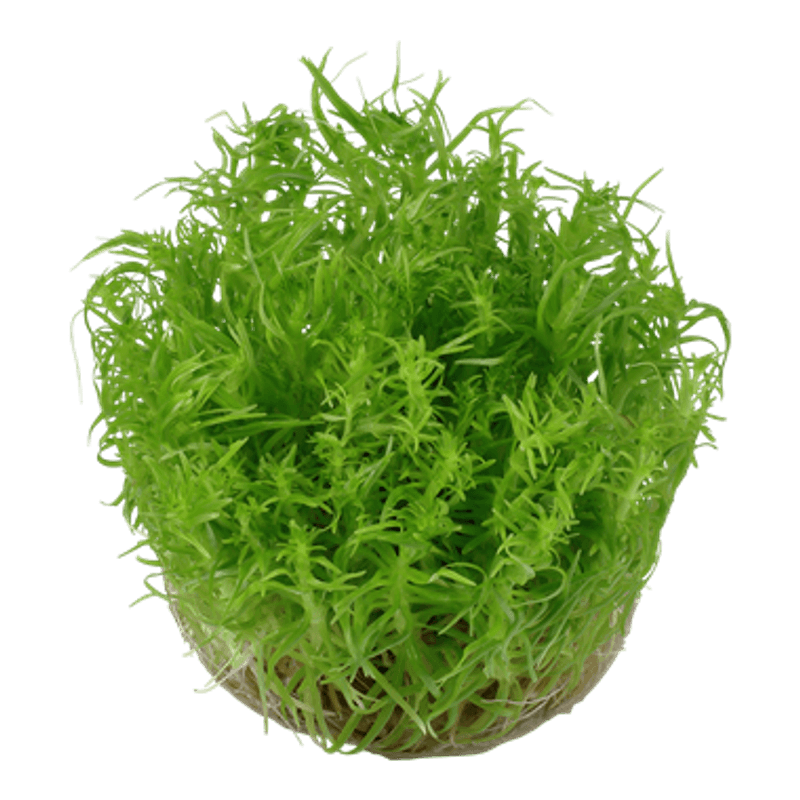 Pogostemon deccanensis - 1-2 Grow!