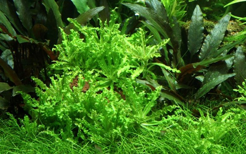 Pogostemon Helferi - Potte
