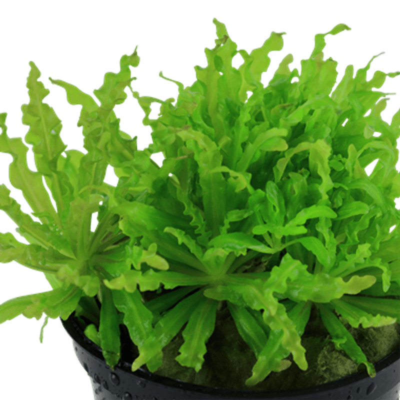 Pogostemon Helferi - Potte