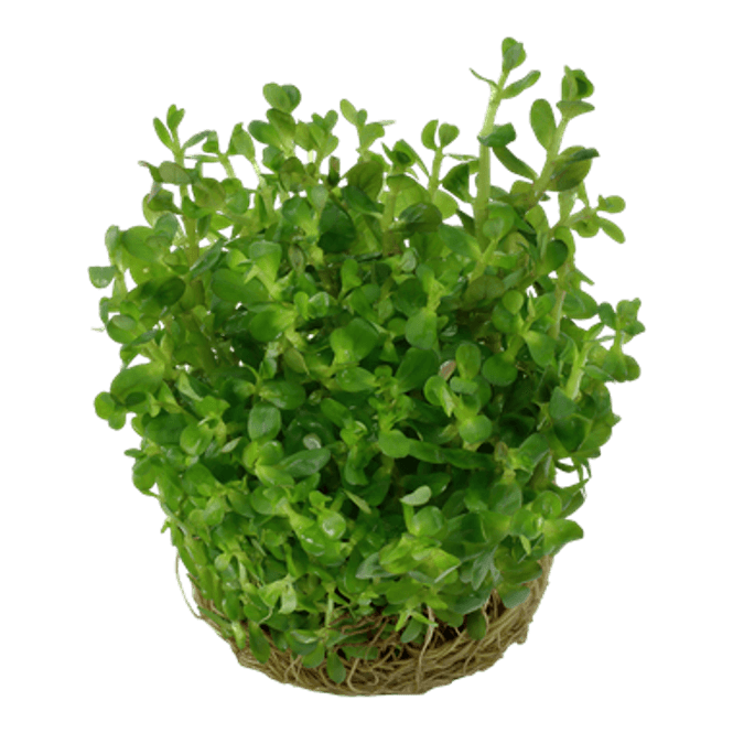 Hovedbilde Rotala Indica Bonsai - 1-2-Grow!