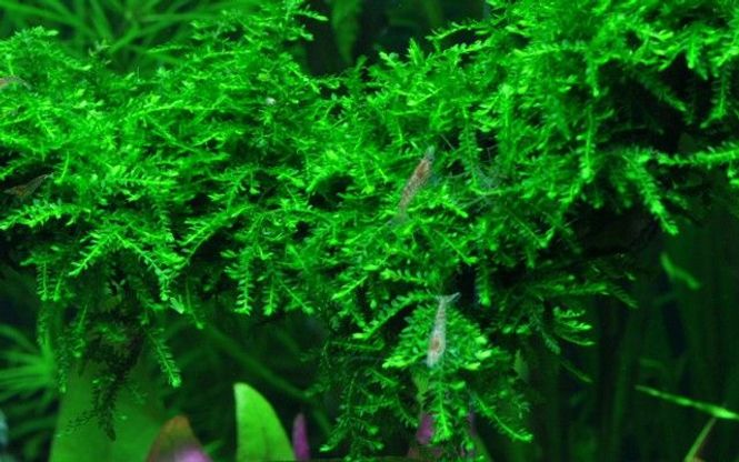 Hovedbilde AB Vesicularia Ferriei / weeping moss invitro Akvarieplante