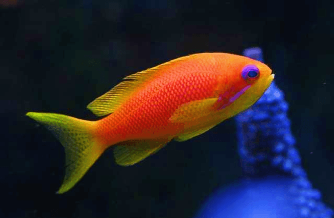 Hovedbilde Pseudoanthias squamipinnis Female 