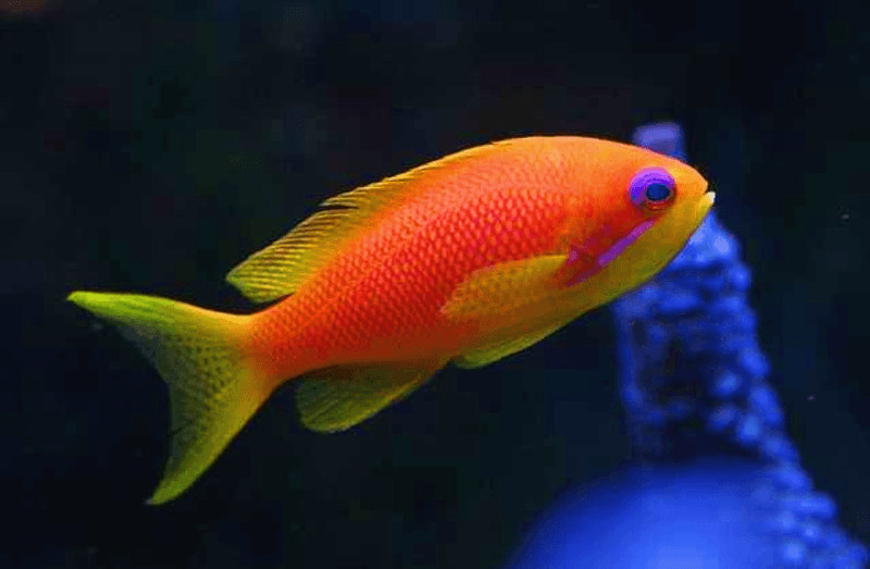 Pseudoanthias squamipinnis Female 