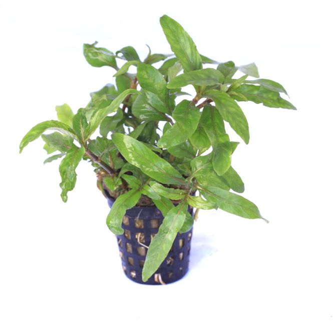 Hovedbilde Hygrophila salicifolia 