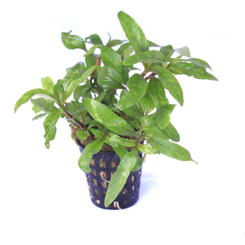 Hygrophila salicifolia 