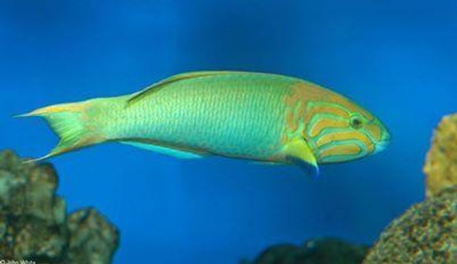 Hovedbilde Thalassoma lutescens  10-12cm