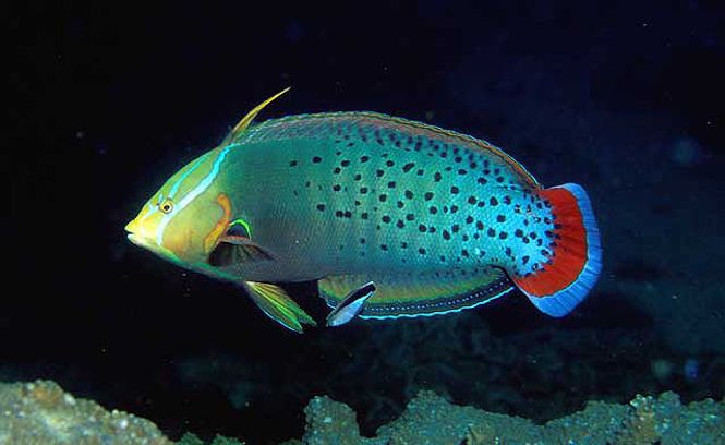 Hovedbilde Coris Formosa 12cm Utfarget 