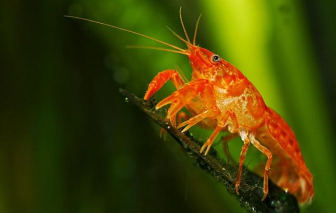 Hovedbilde CAMBARELLUS PATZCUARENSIS ORANGE Mexikansk Dvergkreps 