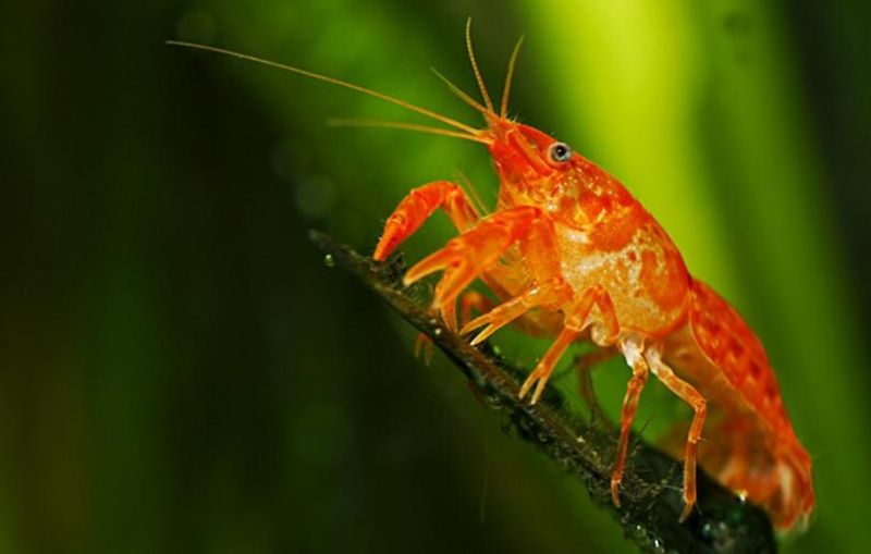 CAMBARELLUS PATZCUARENSIS ORANGE Mexikansk Dvergkreps  XL