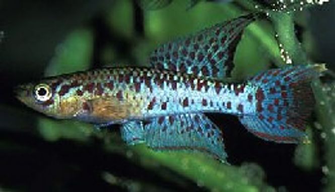 Hovedbilde APHYOSEMION BIVITTATUM BIAFRA  3-4cm