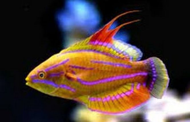 Hovedbilde Paracheilinus carpenteri Pink flasher wrasse