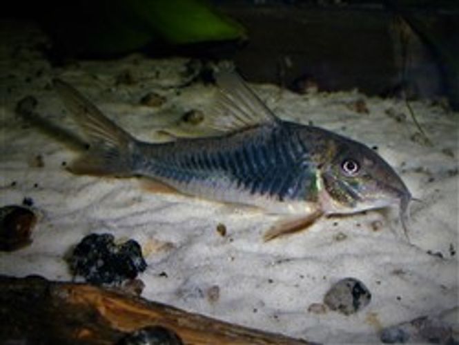 Hovedbilde CORYDORAS SP. CW-124 4-6CM