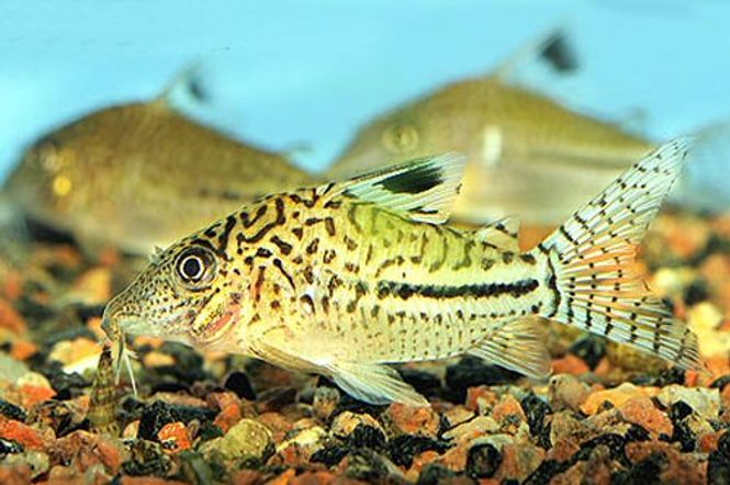 Hovedbilde Corydoras c102 