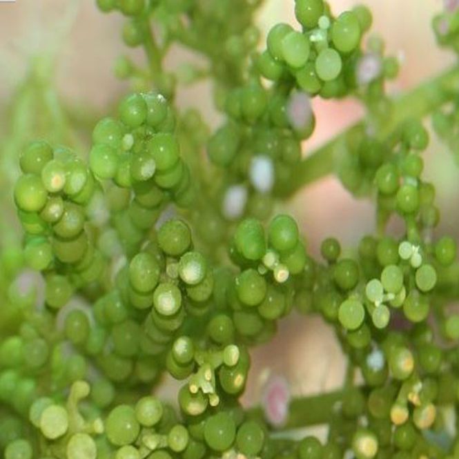 Hovedbilde Green Grape Macroalge