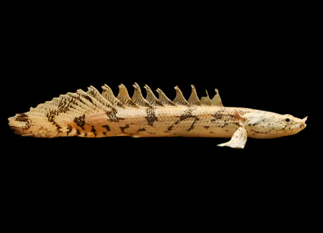 Hovedbilde Polypterus endlicheri