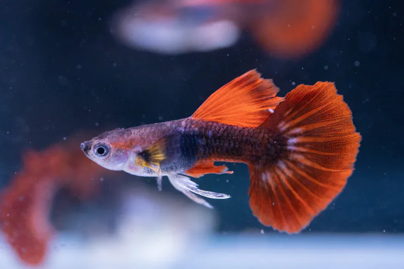 Poecilia Reticulata Black Red 