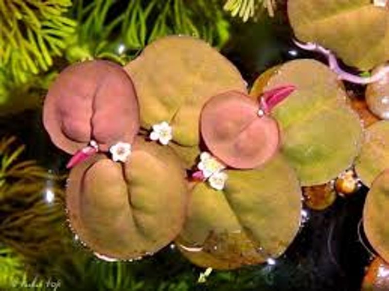 Phyllanthus fluitans beger (flyteplante)