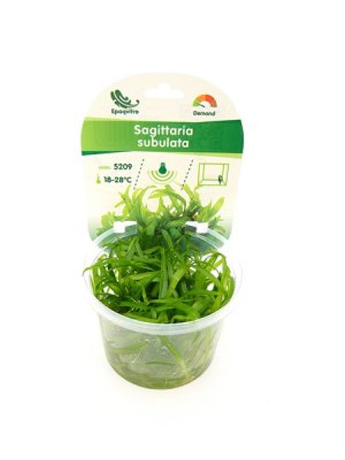 Hovedbilde SAGITTARIA SUBULATA EPAQVITRO