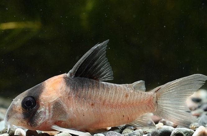 Hovedbilde Corydoras burgessi