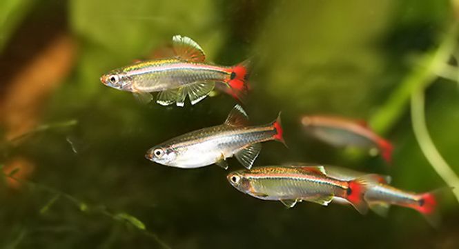 Hovedbilde Tanichthys albonubes  Venusfisk 