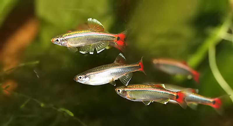 Tanichthys albonubes  Venusfisk 