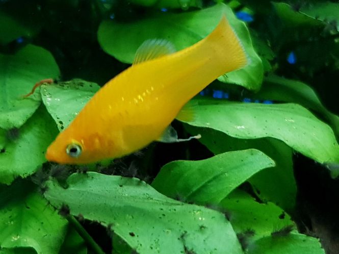 Hovedbilde Molly Gul