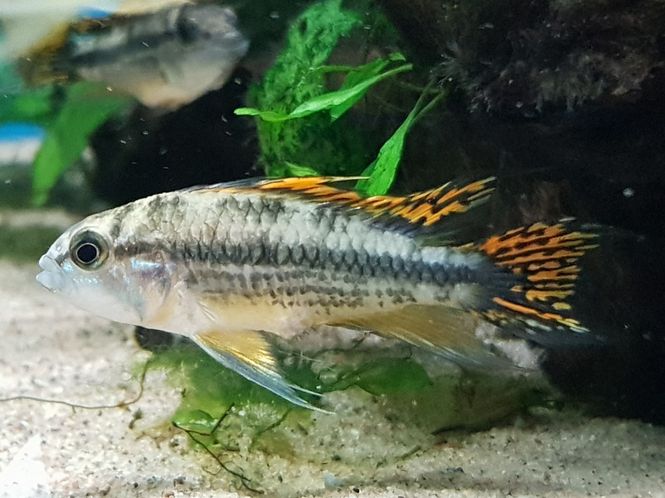 Hovedbilde Apistogramma cacatuoides VF