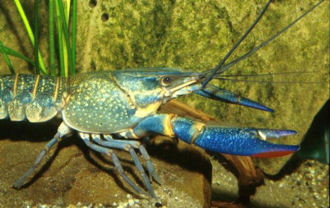 Hovedbilde  Cherax quadricarinatus (Red Claw) 